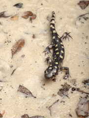 Obraz na płótnie Canvas Wild eastern tiger salamander, Ambystoma tigrinum tigrinum, Central Florida.