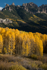 USA, Colorado. Autumn yellow aspen and fir trees near Owl Creek Pass, Uncompahgre National Forest