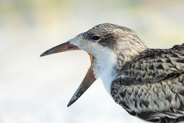 Black Skimmer fledgling waiting on parent to return from sea, Rynchops Niger, Gulf of Mexico, Florida