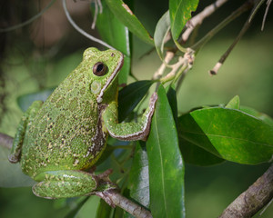 Barking tree frog on branch, Hyla gratiosa, Florida