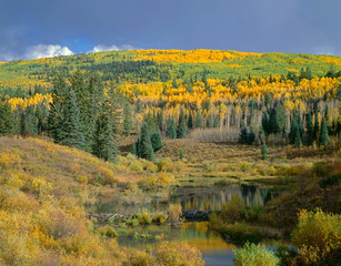 USA, Colorado, Gunnison National Forest, Fall colored aspen and shrubs surround beaver pond in the Elk Mountain Range.