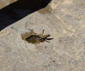 Wasps Polistes drink water