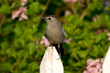 Gray Catbird (Dumetella carolinensis) on picket fence near Lilac bush, Marion, Illinois, USA.