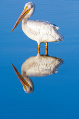 USA, Florida, Sanibel, Ding Darling NWR, White Pelican (Pelecanus erythrorhynchos)