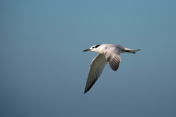 Profile of a Tern flying against blue sky