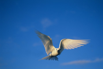 Obraz premium Common Fairy Tern, (Gygis alba) in flight, Midway Atoll, NW Hawaiian Island.