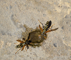Wasps Polistes drink water