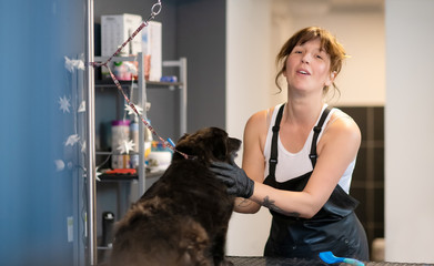 pet hairdresser woman cutting fur of cute black dog