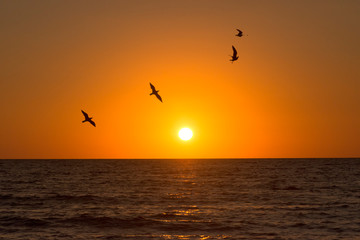 Flying birds silhouetted against the setting sun on the west coast of Florida