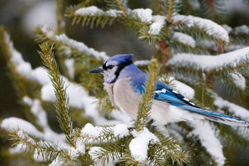 Blue Jay (Cyanocitta cristata) in Balsam fir tree in winter, Marion, Illinois, USA.