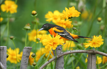 Baltimore Oriole (Icterus galbula) male on wooden fence near Lance-leaved Coreopsis (Coreopsis...