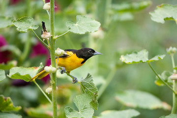 Baltimore Oriole (Icterus galbula) male on hollyhock (Alcea rosea). Marion, Illinois, USA.