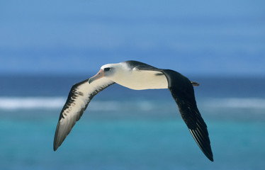Fototapeta na wymiar Laysan Albatross (Phoebastria immutabilis) In flight, Midway Atoll, North Pacific, Hawaiian Islands