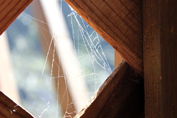 Wood & Cobwebs