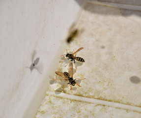 Wasps Polistes drink water