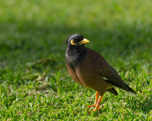 Common or Indian myna bird, Acridotheres tristis, Waikoloa, Kona, Hawaii