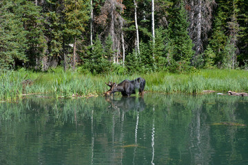 Bull moose in the Uinta mountains of Utah.