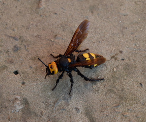 Megascolia maculata. The mammoth wasp.