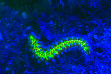 Obraz na płótnie Canvas Bearded Fireworm (Hermodice carunculata), Underwater Fluorescence, Blue Heron Bridge, Intracoastal Waterway, West Palm Beach, Florida, USA
