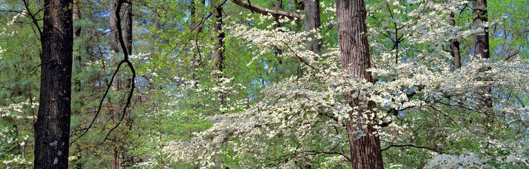 USA, Georgia, Atlanta. Flowering dogwood appears as fallen snow at Atlanta Botannical Gardens, Georgia.