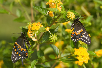 Black Swallowtail butterflies (Papilio polyxenes) male and female on New Gold Lantana (Lantana camara), Marion, Illinois, USA.