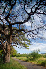 Trees Over the Old Road, Lahaina, Maui, Hawaii, USA.