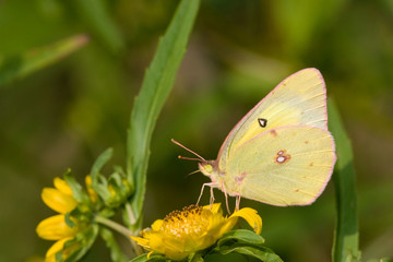 Clouded Sulphur (Colias philodice) Ballard Nature Center, Effingham, Illinois, USA.