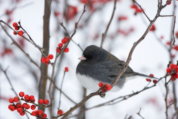 Dark-eyed Junco (Junco hyemalis) in Common Winterberry (Ilex verticillata) in winter, Marion,...
