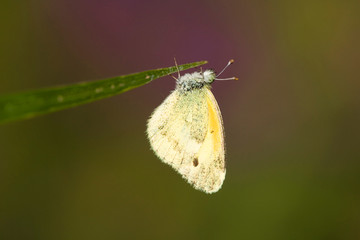 Dainty Sulphur (Nathalis iole) male, Marion, Illinois, USA.