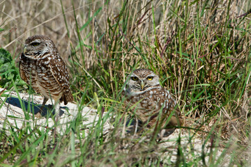 USA, Florida, Cape Coral, Seahawk Park, Burrowing Owl Pair at Nest Burrow