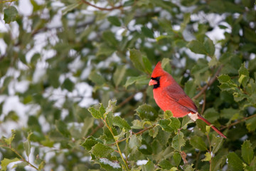 Northern Cardinal (Cardinalis cardinalis) male in American holly tree in winter, Marion, Illinois, USA.
