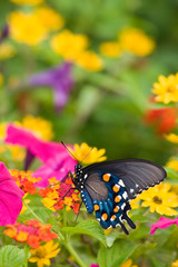 Pipevine Swallowtail (Battus philenor) on Red Spread Lantana (Lantana camara) in butterfly garden, Marion, Illinois, USA.