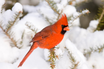 Northern Cardinal (Cardinalis cardinalis) male in fir tree in winter, Marion, Illinois, USA.