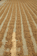 Kona coffee beans, coffee plantation, Big Island, Hawaii, USA