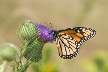 Monarch (Danaus plexippus) on Pasture Thistle (Cirsium discolor) Prairie Ridge SNA, Marion,...