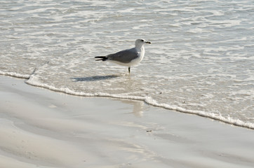 USA, Florida, Sarasota, Crescent Beach Siesta Key, Ring-billed Gull