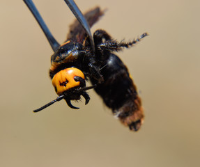 Megascolia maculata. The mammoth wasp.