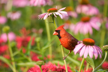 Northern Cardinal (Cardinalis cardinalis) male on Purple Coneflower (Echinacea purpurea) in flower garden, Marion, Illinois, USA.