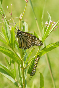 Monarch (Danaus plexippus) butterfly and caterpillar larva on host plant Swamp Milkweed (Asclepias incarnata), Marion, Illinois, USA.