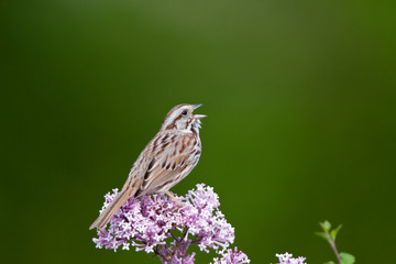 Song Sparrow (Melospiza melodia) singing on Dwarf Korean Lilac Bush (Syringa meyeri 'Palibin'), Marion, Illinois, USA.