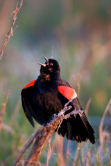 Red-winged Blackbird (Agelaius phoeniceus) male singing-displaying in wetland Marion, Illinois, USA.