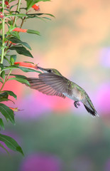 Ruby-throated Hummingbird (Archilochus colubris) female at Cigar Plant (Cuphea ignea). Marion, Illinois, USA.