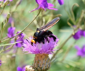 Megascolia maculata. The mammoth wasp.