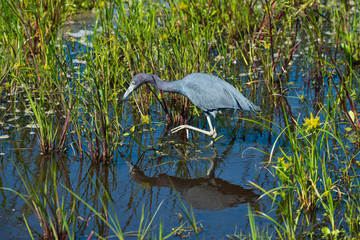 USA, Florida, Sarasota, Myakka River State Park, Little Blue Heron foraging