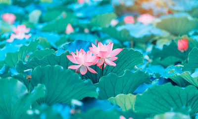 blooming lotus flower