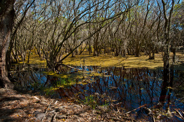 USA, Florida, Sarasota. Myakka River State Park, Cypress bog