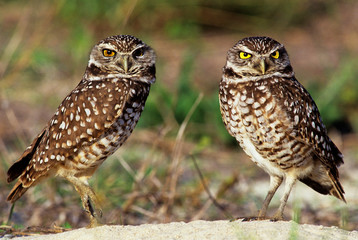 USA, Florida, Sanibel Island. Close-up of burrowing owls pair next to burrow. 