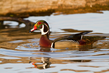 Wood Duck (Aix sponsa) male in wetland, Marion, Illinois, USA.
