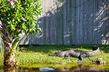 USA, Florida, Big Cypress Preserve.