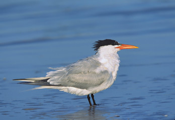 North America, USA, Florida, Fort De Soto Park. Portrait of a Royal Tern(Thalasseus maximus or Sterna maximus) standing in water
